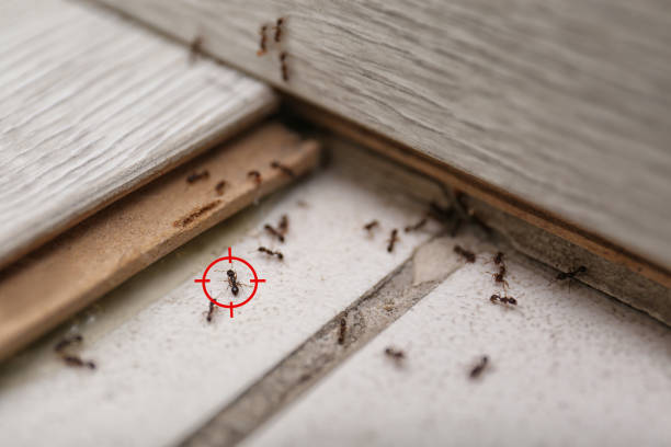 Best Cockroach Control Services  in Tremont, IL
