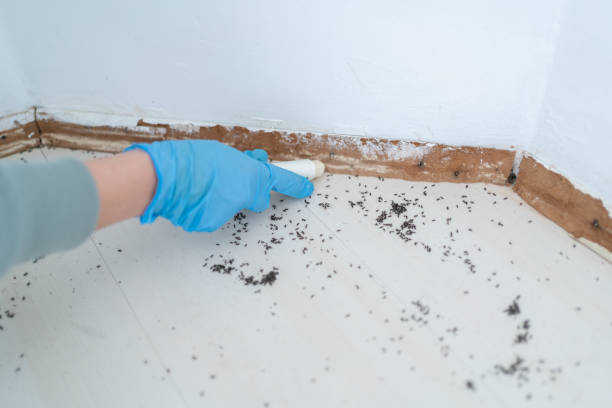 Best Residential Pest Control  in Tremont, IL